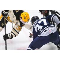 Worcester Railers forward Matt DeMelis in the faceoff circle
