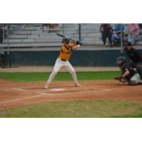 Infielder Austin Gurney with the Moose Jaw Miller Express