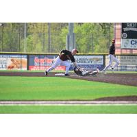 Washington Wild Things ehibition action