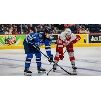 Grand Rapids Griffins vs. the Manitoba Moose