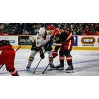 Grand Rapids Griffins left wing Eduards Tralmaks (right) vs. the Chicago Wolves