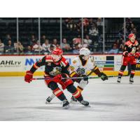 Grand Rapids Griffins left wing Alex Doucet vs. the Chicago Wolves