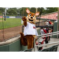 Brockton Rox mascot Champ