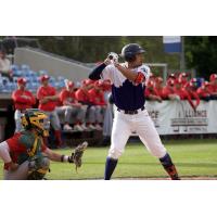 Victoria HarbourCats at bat