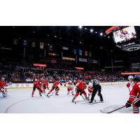 Rockford IceHogs in action