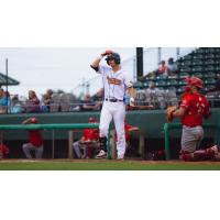 Down East Bird Dawgs at bat