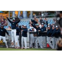 Victoria HarbourCats on game night