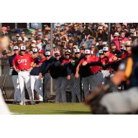 Victoria HarbourCats on game night