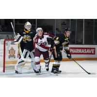 Peterborough Petes centre Adam Levac vs. the Sarnia Sting