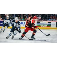 Grand Rapids Griffins right wing Dominik Shine vs. the Manitoba Moose