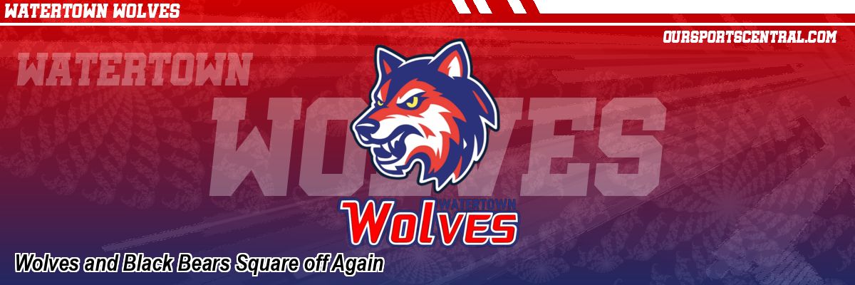 Wolves and Black Bears Square off Again