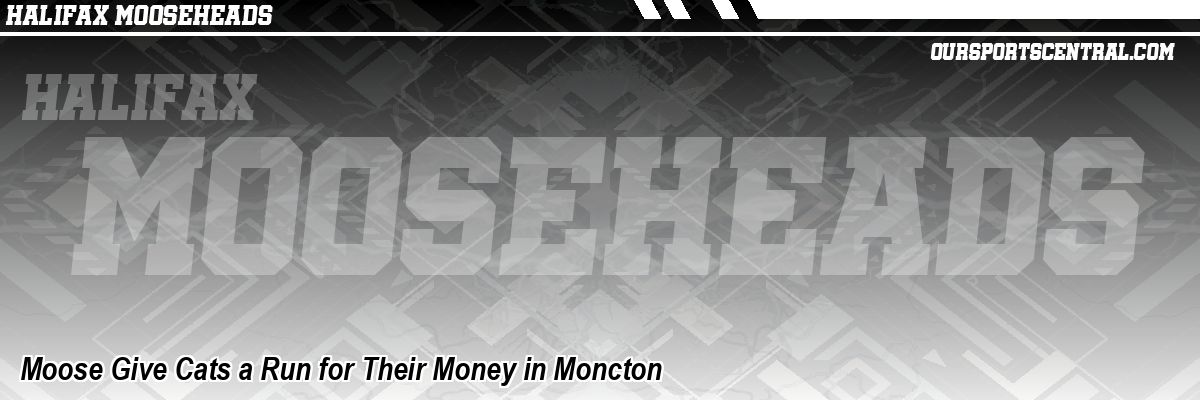 Moose Give Cats a Run for Their Money in Moncton