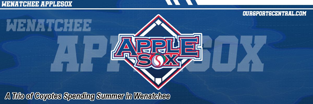 A Trio of Coyotes Spending Summer in Wenatchee